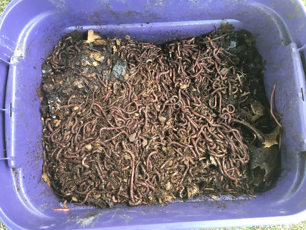 contoh kompos worm bin